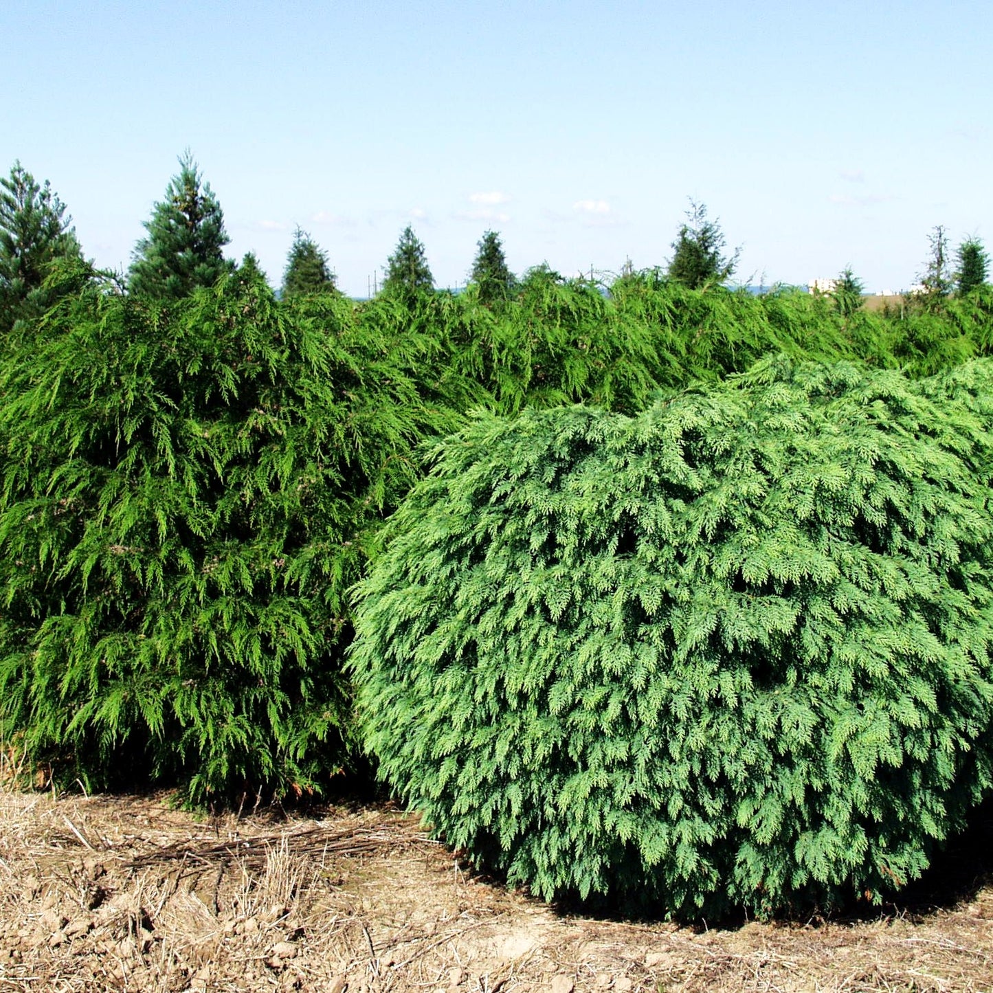 Scheinzypresse 'Mini Globus' (Chamaecyparis laws.)