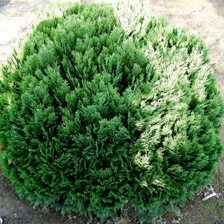 Scheinzypresse 'Minima Glauca' (Chamaecyparis laws.)