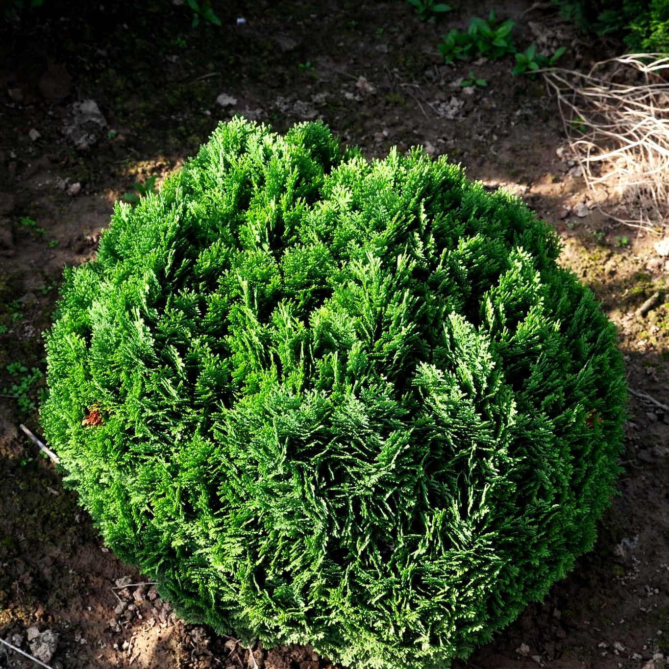 Scheinzypresse 'Minima Glauca' (Chamaecyparis laws.)