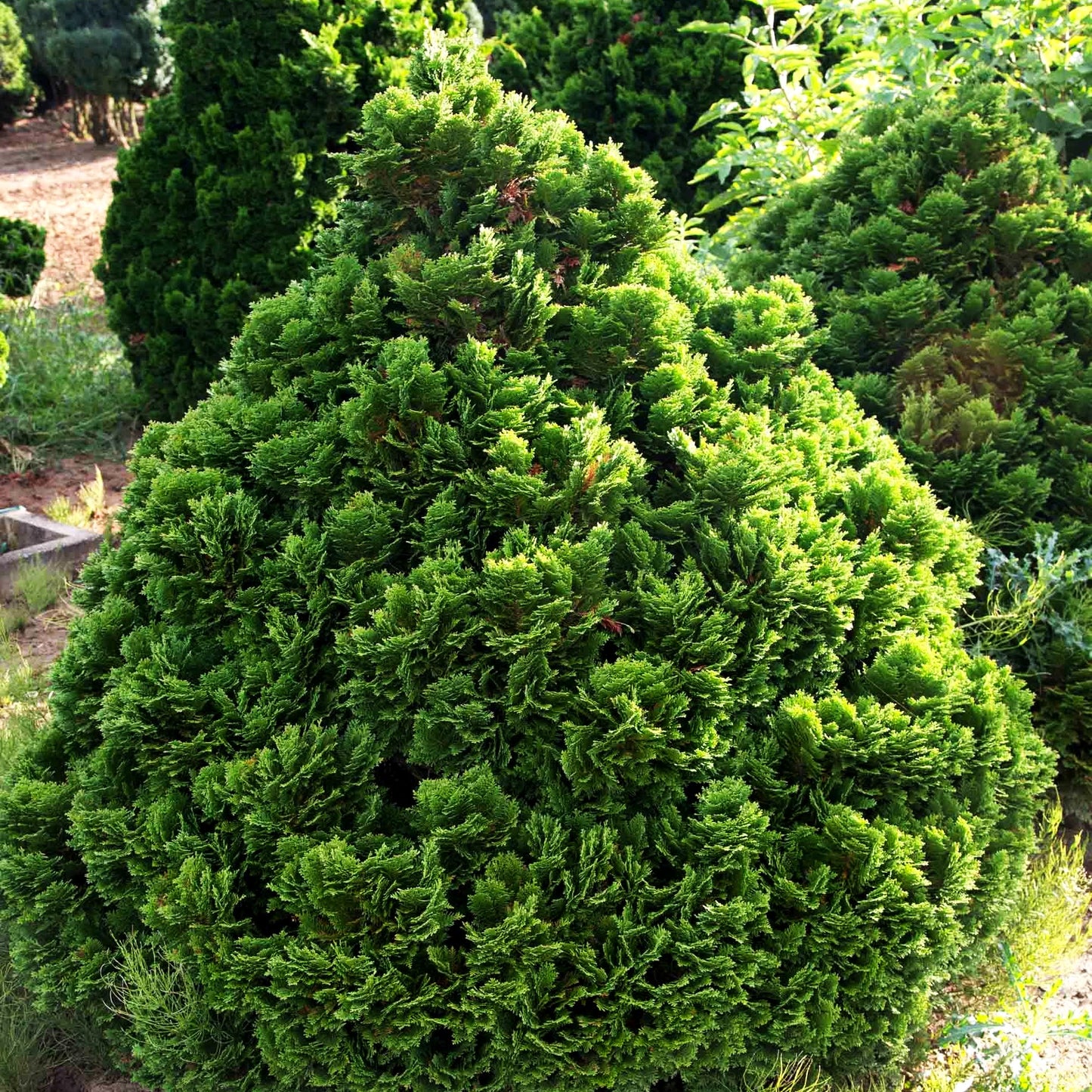Scheinzypresse 'Minima Glauca' (Chamaecyparis laws.)