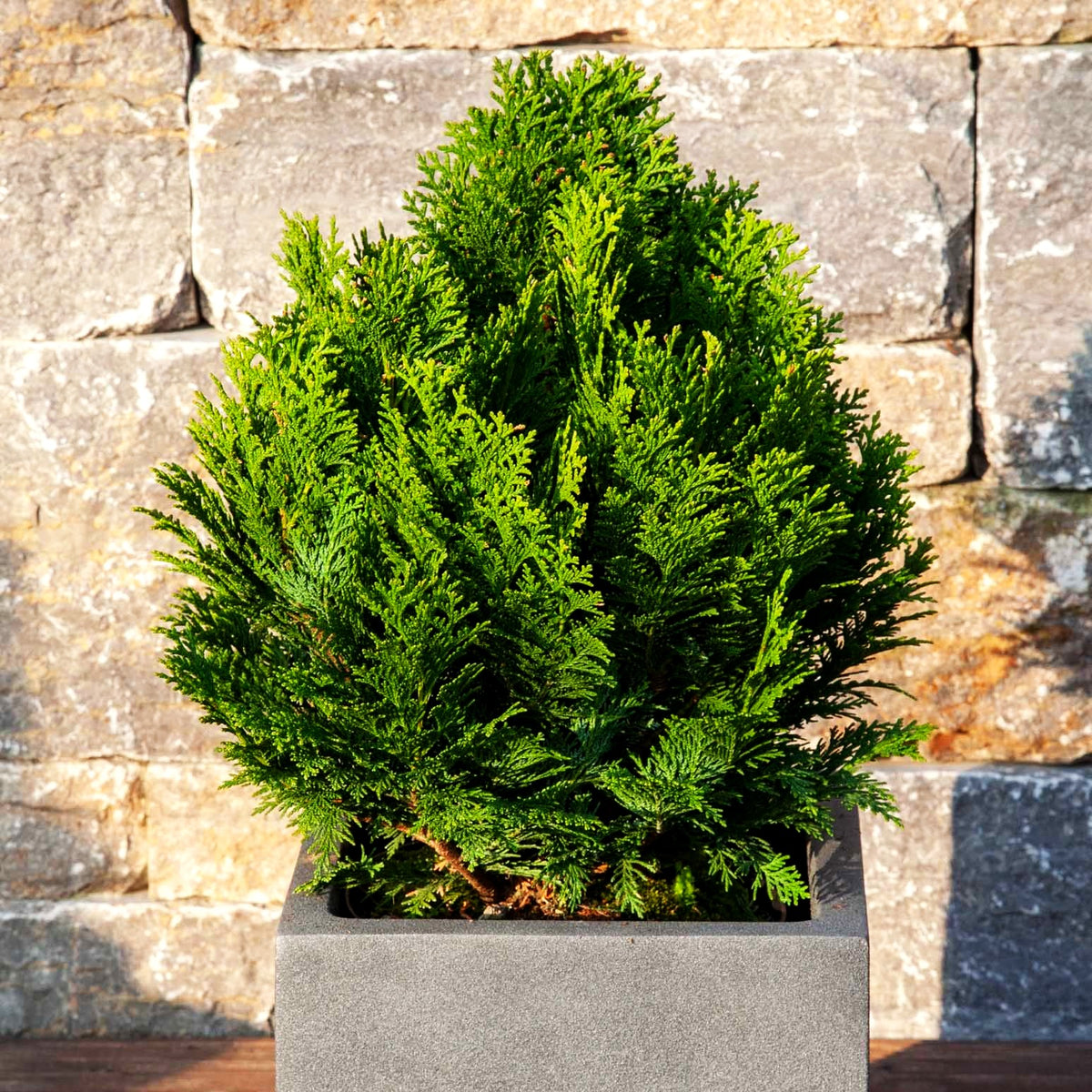 Scheinzypresse 'Minima Glauca' (Chamaecyparis laws.)