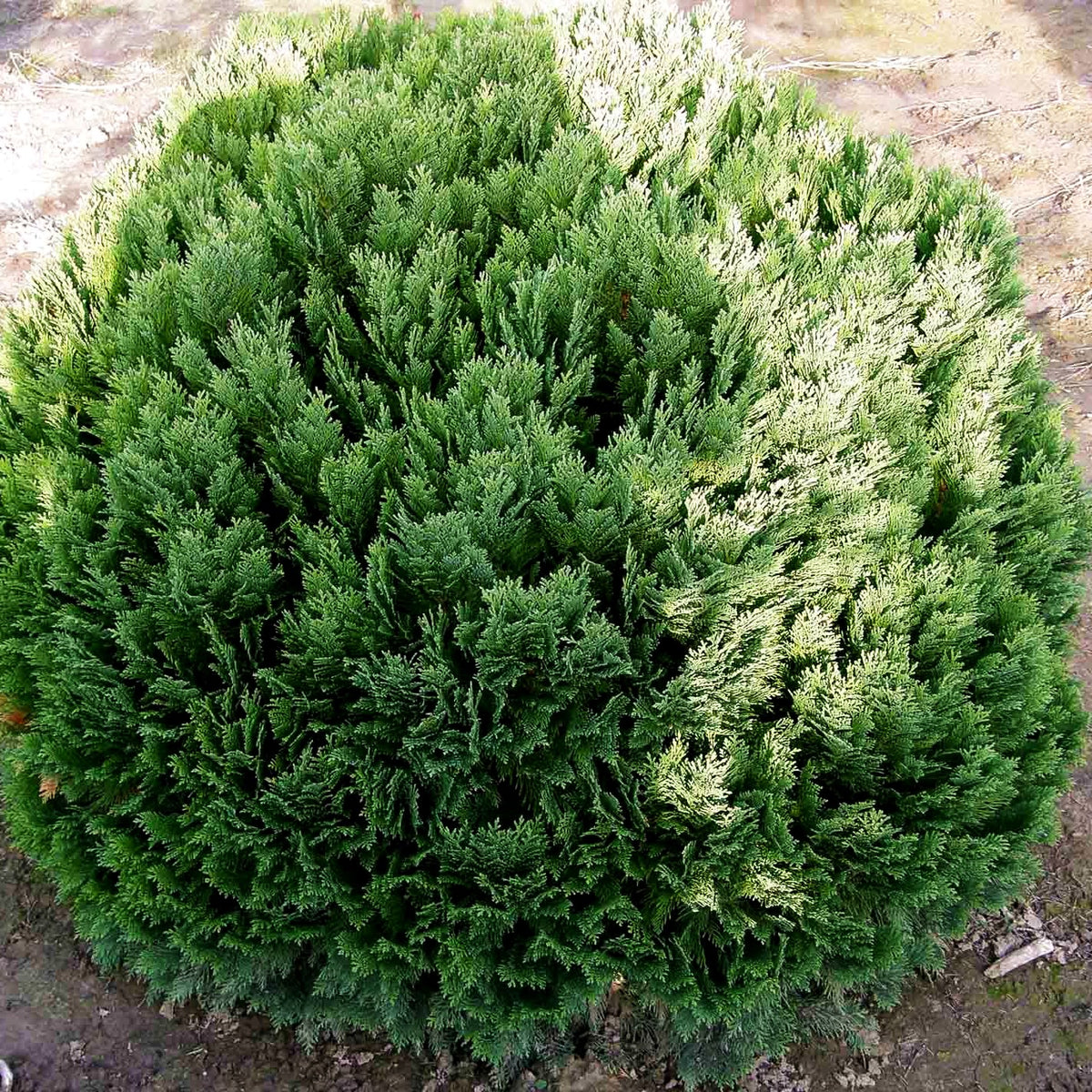 Scheinzypresse 'Minima Glauca' (Chamaecyparis laws.)