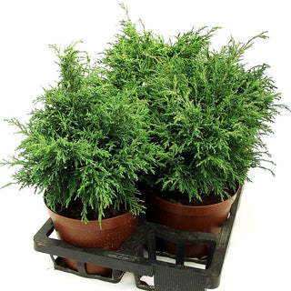 Scheinzypresse 'Tharandtensis Caesia' (Chamaecyparis laws.)