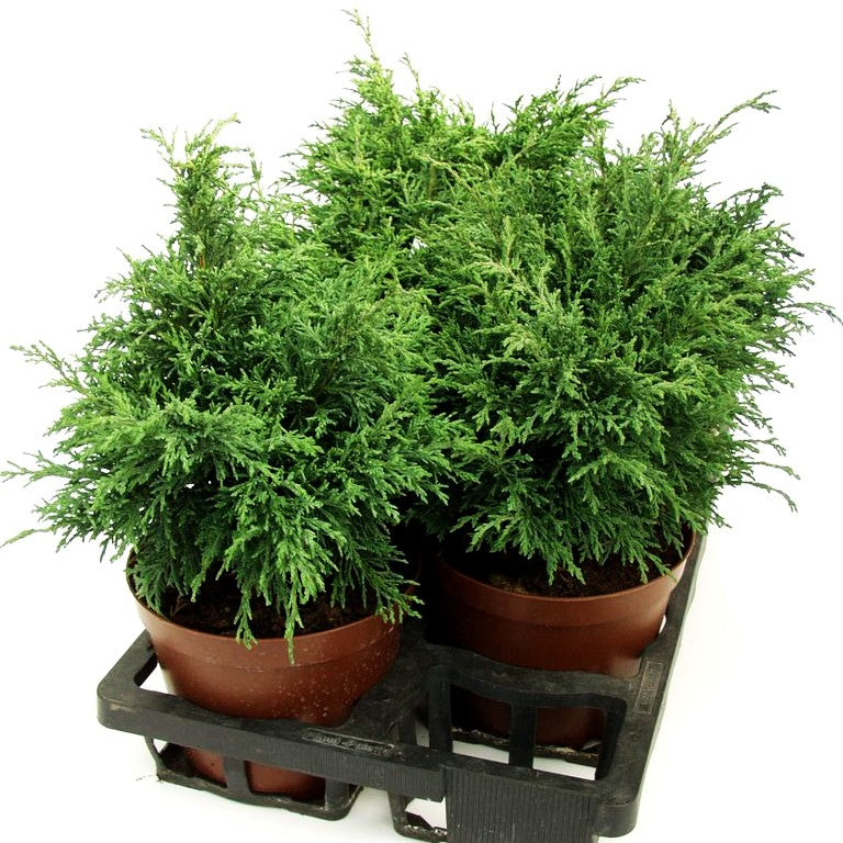Scheinzypresse 'Tharandtensis Caesia' (Chamaecyparis laws.)