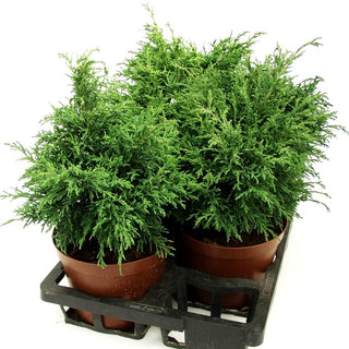 Scheinzypresse 'Tharandtensis Caesia' (Chamaecyparis laws.)
