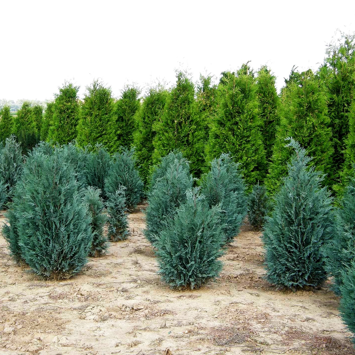 Scheinzypresse 'Van Pelts Blue' (Chamaecyparis laws.)