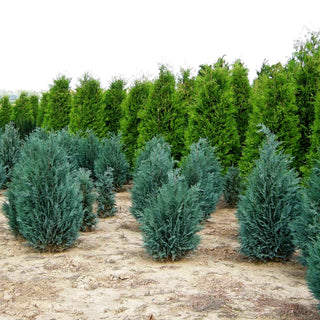 Scheinzypresse 'Van Pelts Blue' (Chamaecyparis laws.)