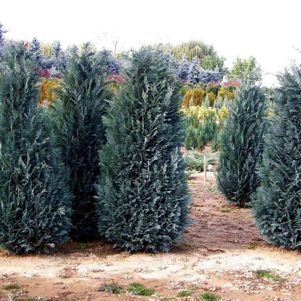 Scheinzypresse 'Van Pelts Blue' (Chamaecyparis laws.)