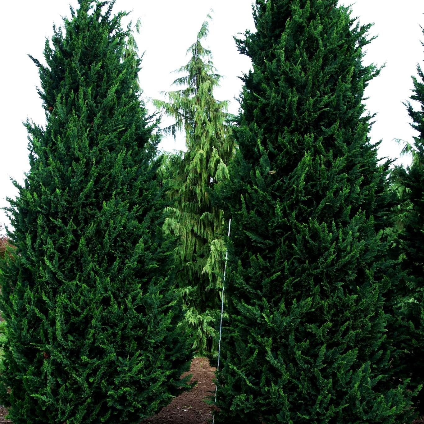 Scheinzypresse 'Wisselii' (Chamaecyparis laws.)