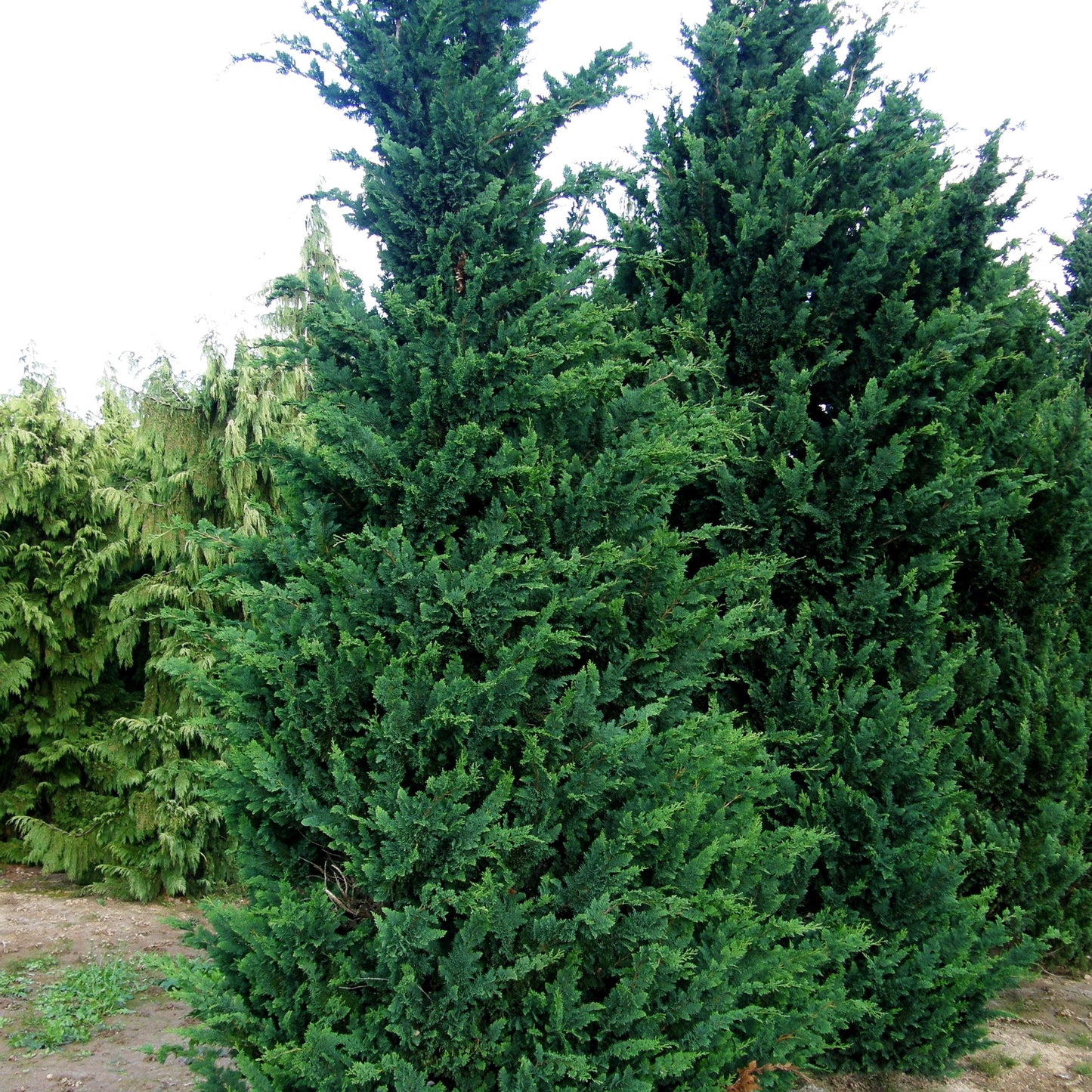 Scheinzypresse 'Wisselii' (Chamaecyparis laws.)