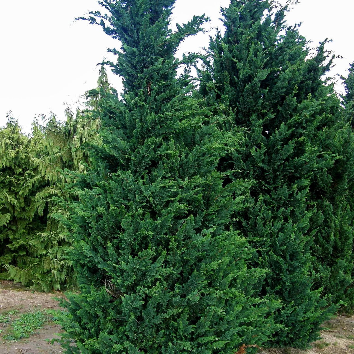 Scheinzypresse 'Wisselii' (Chamaecyparis laws.)