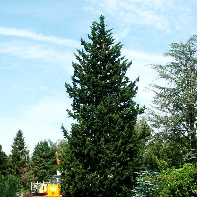 Scheinzypresse 'Wisselii' (Chamaecyparis laws.)
