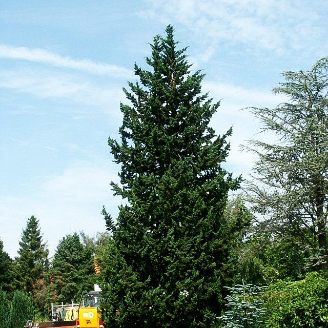 Scheinzypresse 'Wisselii' (Chamaecyparis laws.)