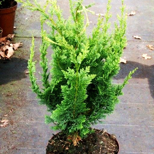 Scheinzypresse 'Wisselii' (Chamaecyparis laws.)