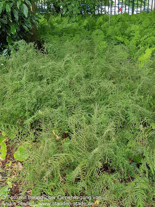 Schellenbaumfarn 'Linear.Polydactylon' (Dryopteris filix-mas)