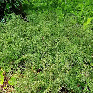 Schellenbaumfarn 'Linear.Polydactylon' (Dryopteris filix-mas)