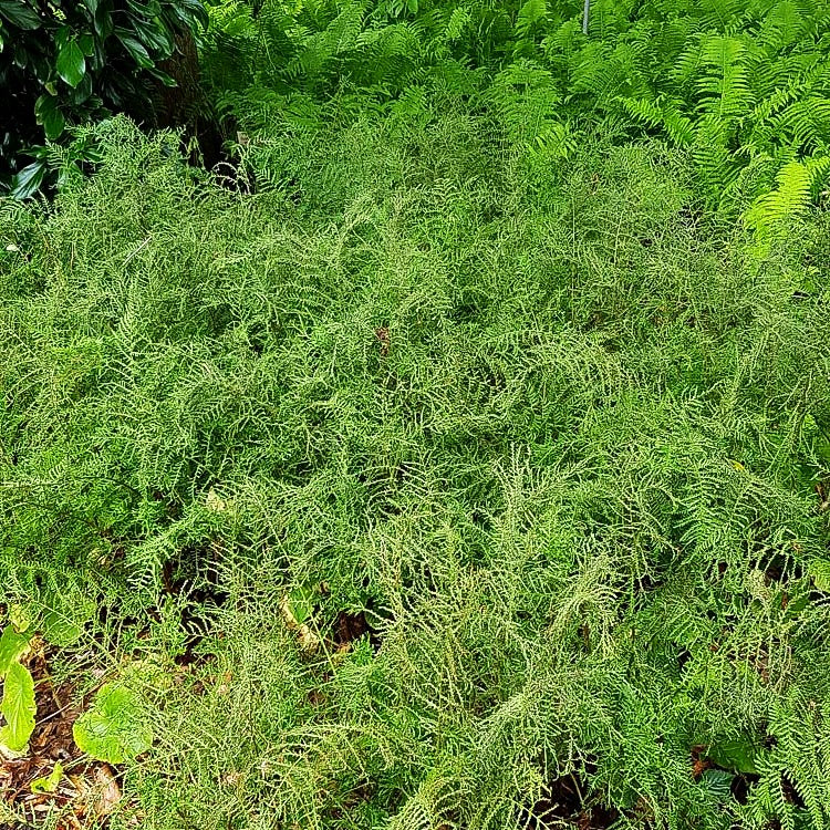 Schellenbaumfarn 'Linear.Polydactylon' (Dryopteris filix-mas)