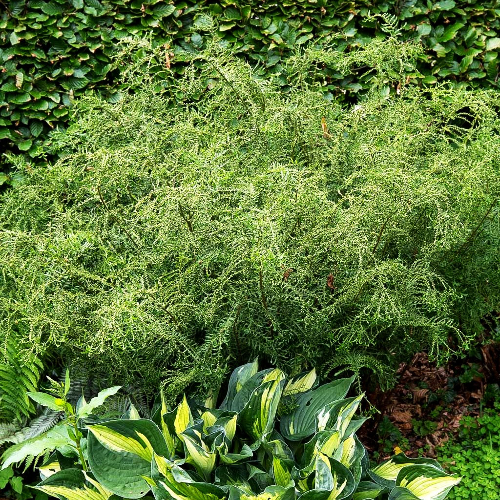 Schellenbaumfarn 'Linear.Polydactylon' (Dryopteris filix-mas)