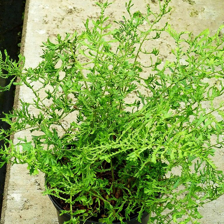 Schellenbaumfarn 'Linear.Polydactylon' (Dryopteris filix-mas)