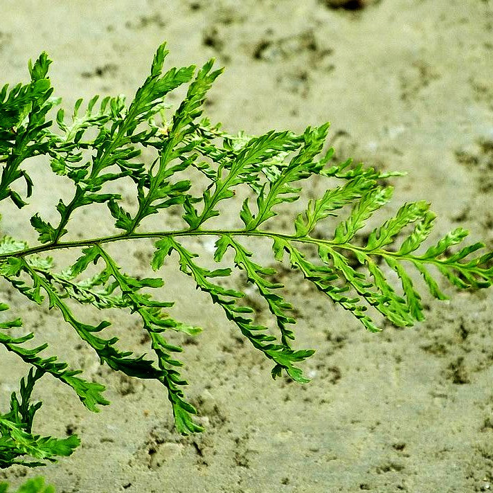 Schellenbaumfarn 'Linear.Polydactylon' (Dryopteris filix-mas)