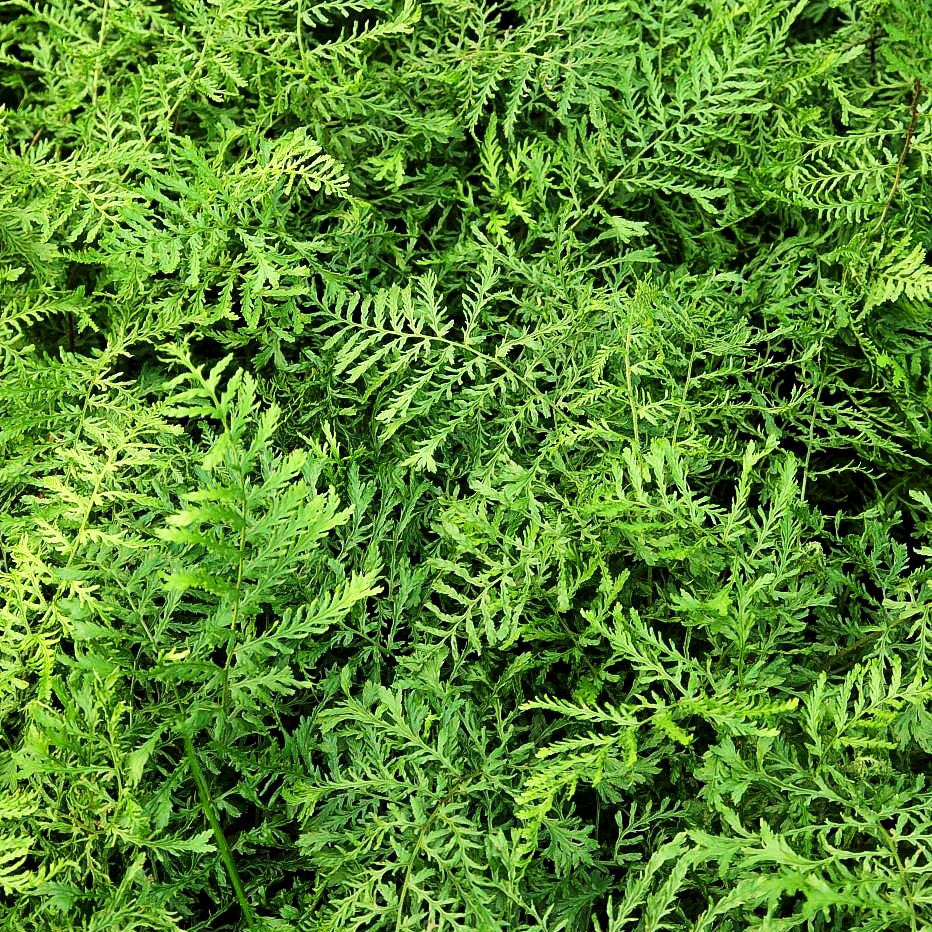 Schellenbaumfarn 'Linear.Polydactylon' (Dryopteris filix-mas)