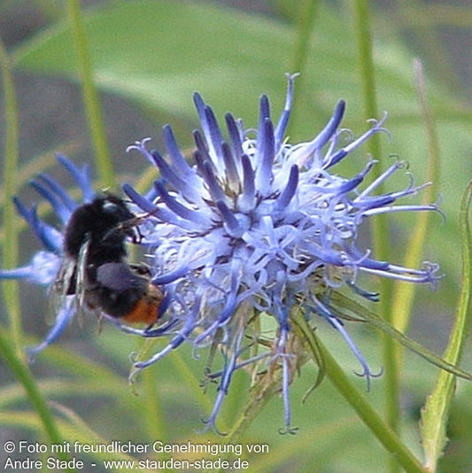 Scheuchzers Teufelskralle (Phyteuma scheuchzeri)