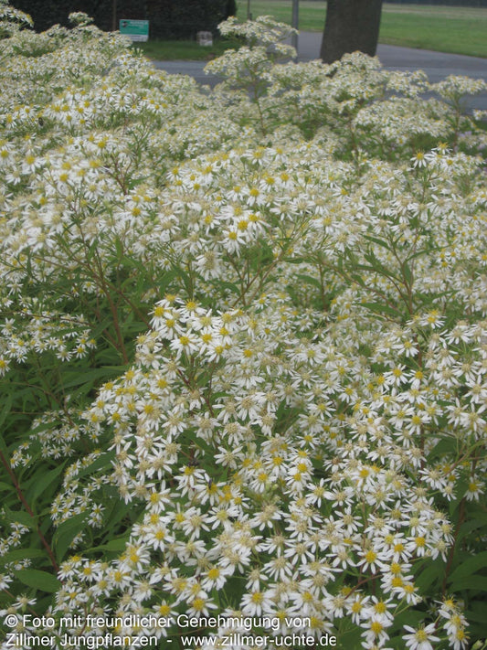 Schirm-Aster 'Weißer Schirm' (Aster umbellatus)