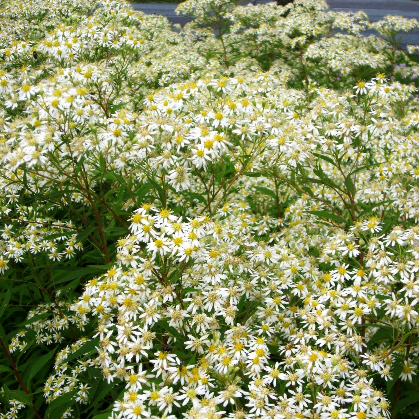 Schirm-Aster 'Weißer Schirm' (Aster umbellatus)
