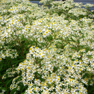 Schirm-Aster 'Weißer Schirm' (Aster umbellatus)