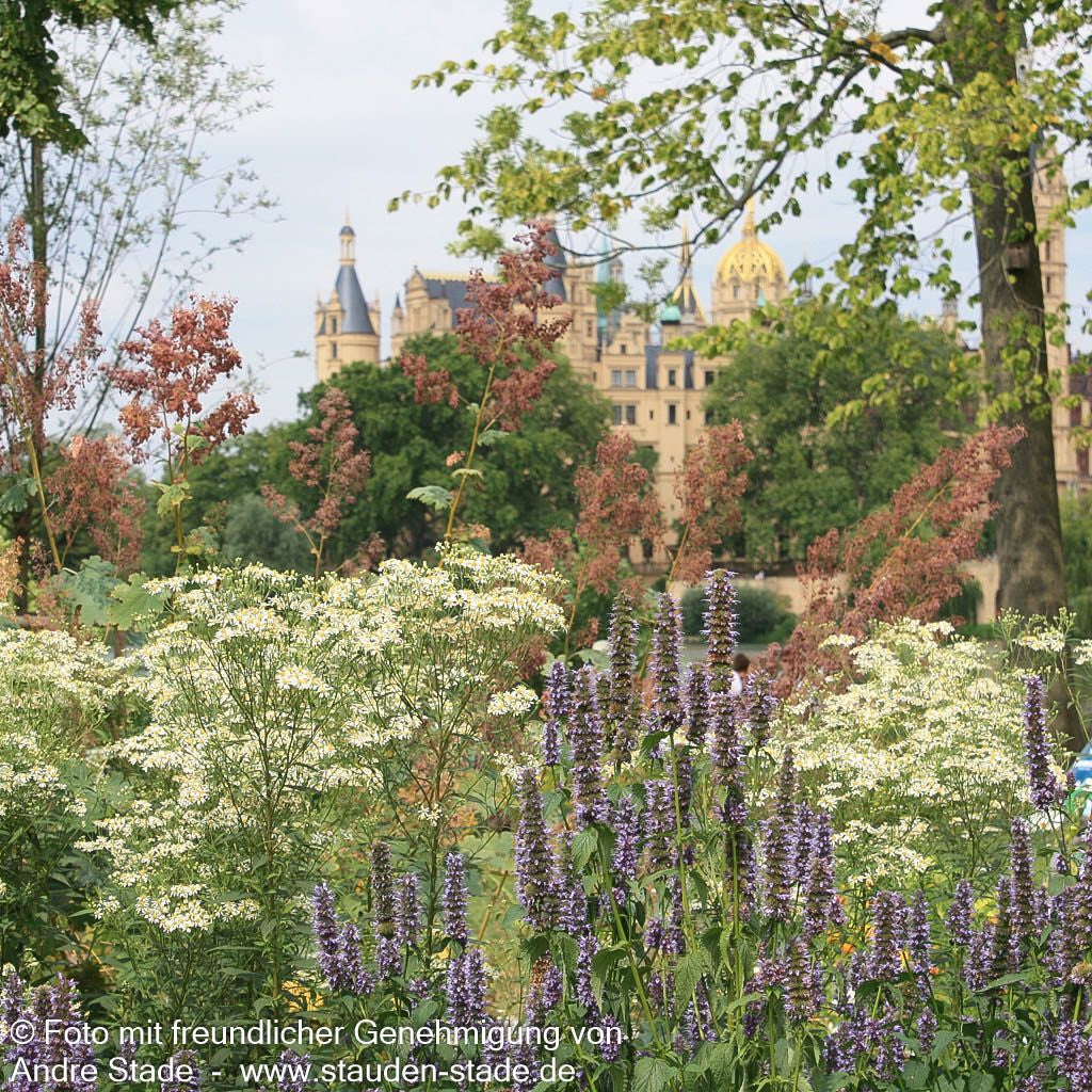 Schirm-Aster 'Weißer Schirm' (Aster umbellatus)