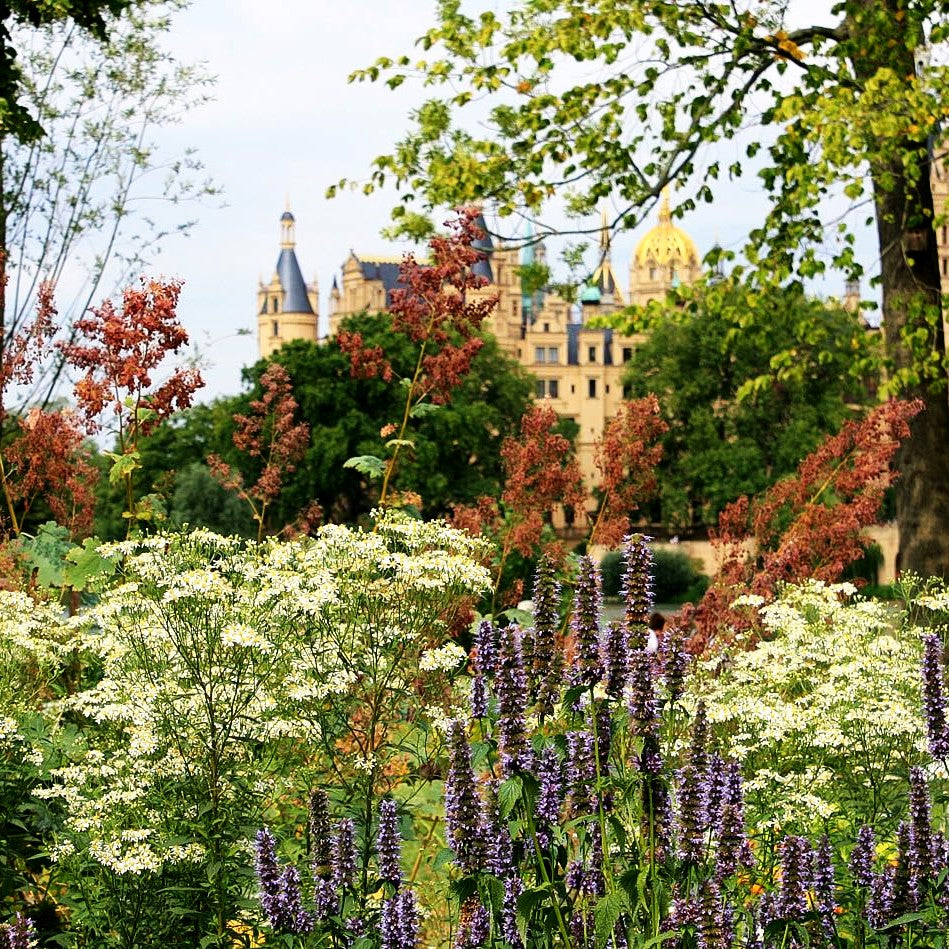 Schirm-Aster 'Weißer Schirm' (Aster umbellatus)