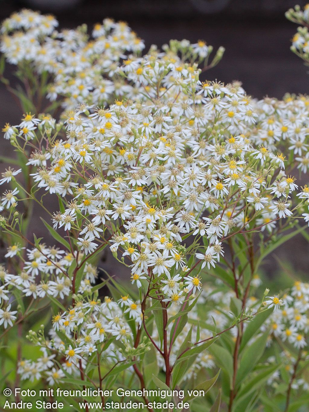 Schirm-Aster 'Weißer Schirm' (Aster umbellatus)