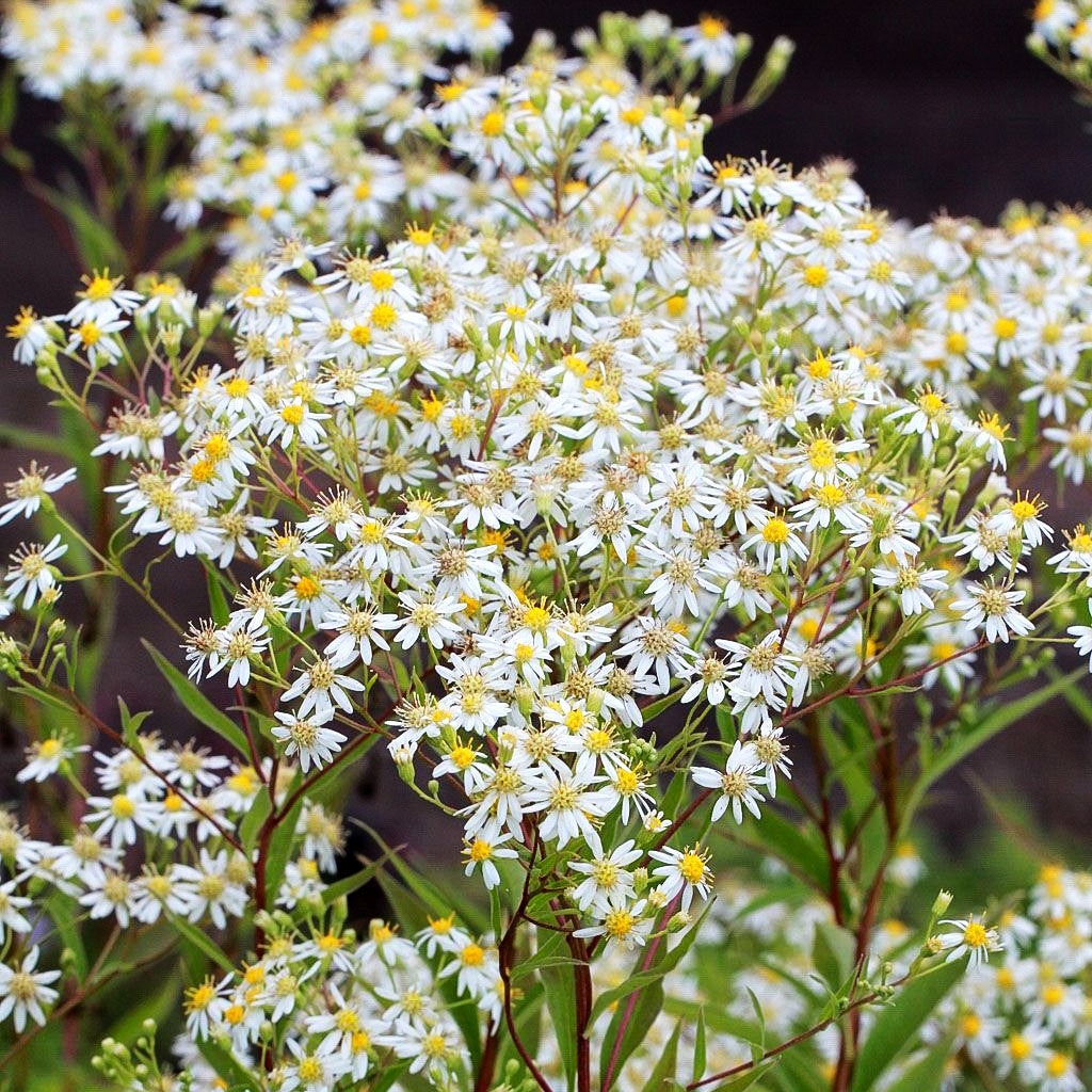 Schirm-Aster 'Weißer Schirm' (Aster umbellatus)