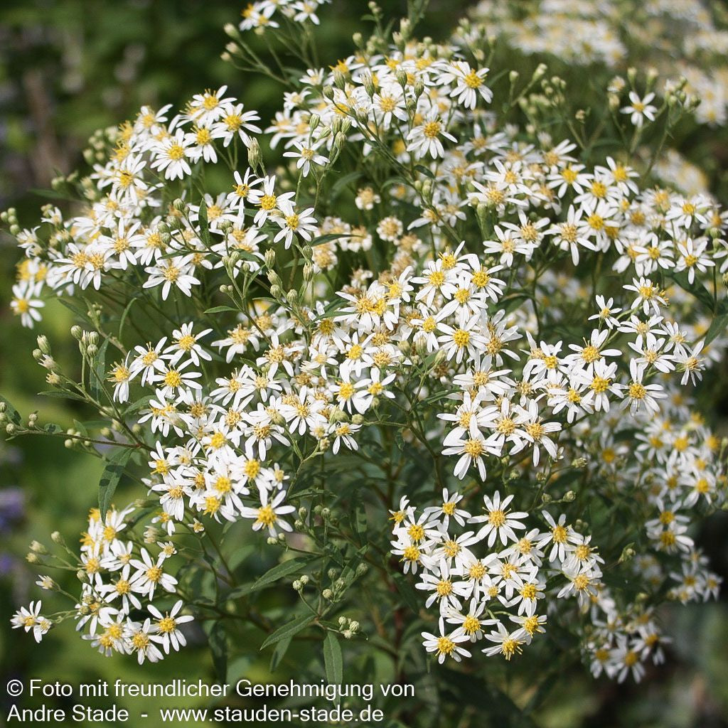 Schirm-Aster 'Weißer Schirm' (Aster umbellatus)