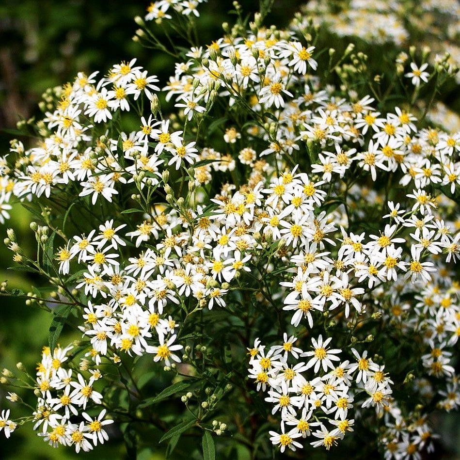 Schirm-Aster 'Weißer Schirm' (Aster umbellatus)