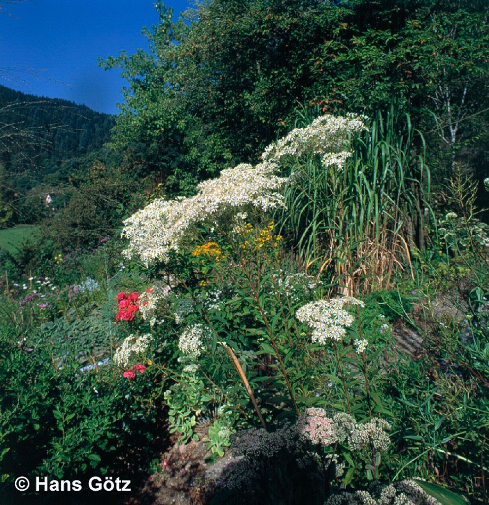 Schirm-Aster 'Weißer Schirm' (Aster umbellatus)