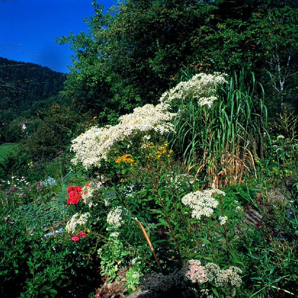 Schirm-Aster 'Weißer Schirm' (Aster umbellatus)