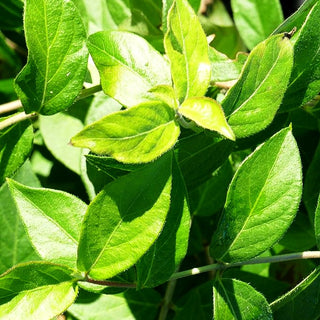 Schirm-Heckenkirsche (Lonicera maackii)