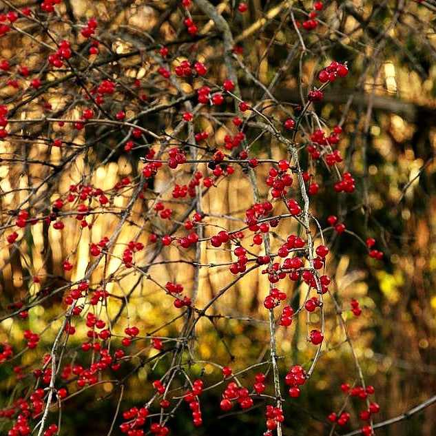 Schirm-Heckenkirsche (Lonicera maackii)