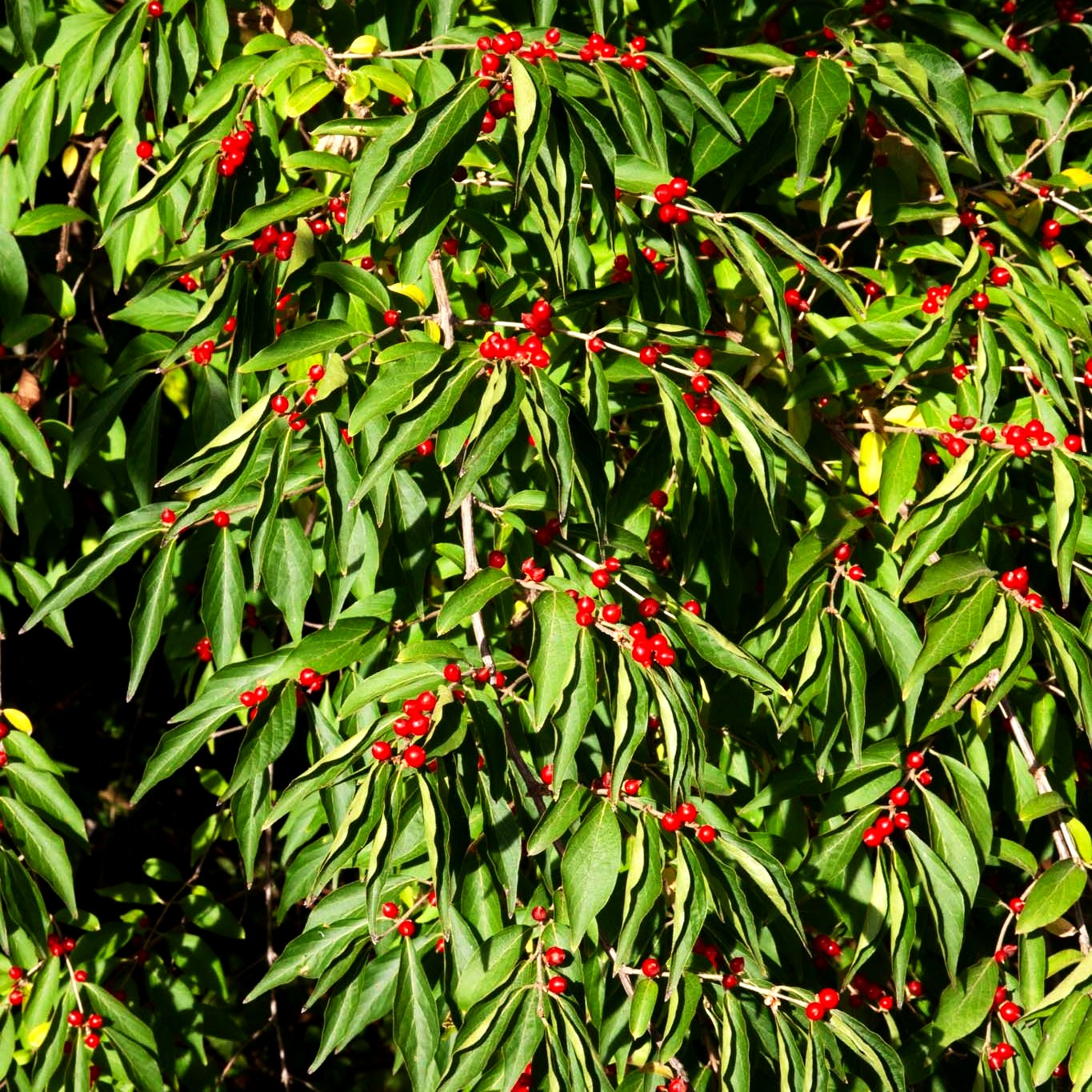 Schirm-Heckenkirsche (Lonicera maackii)