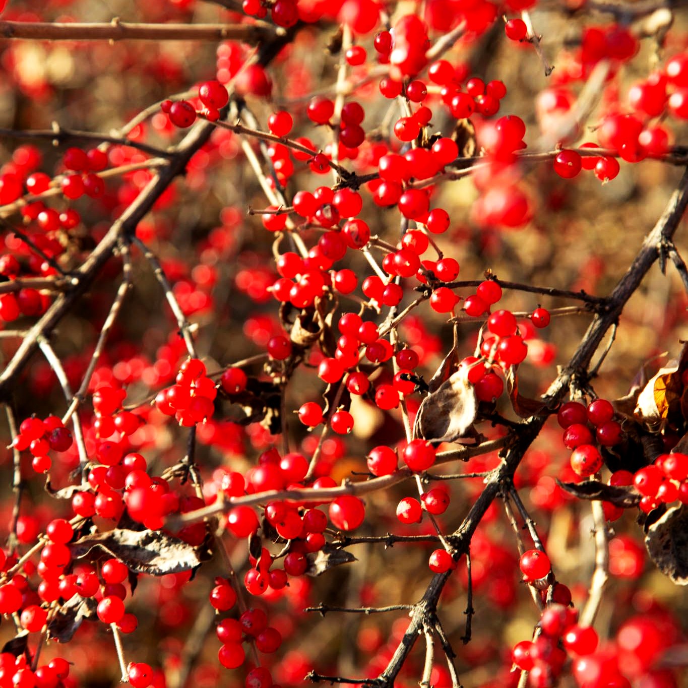 Schirm-Heckenkirsche (Lonicera maackii)