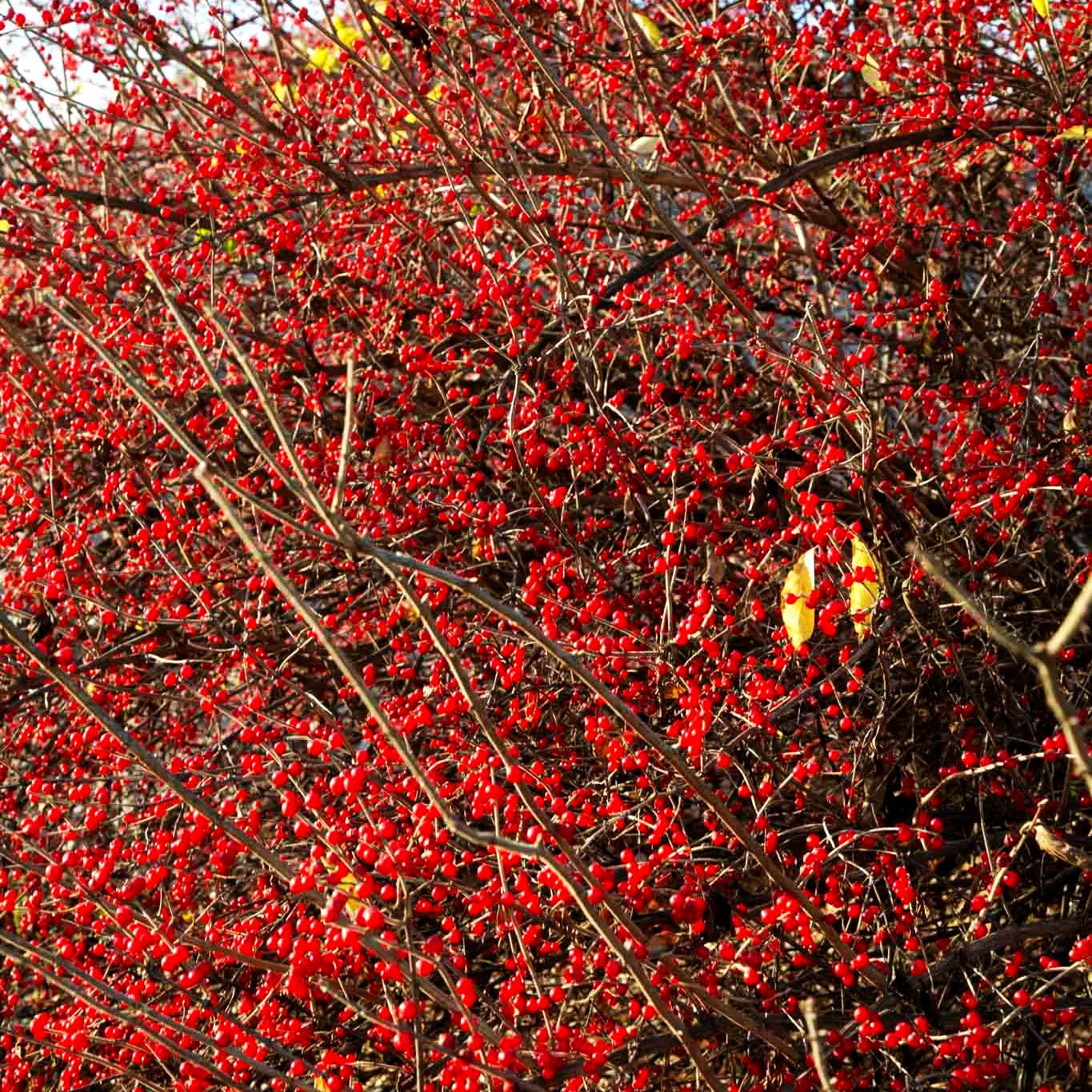 Schirm-Heckenkirsche (Lonicera maackii)