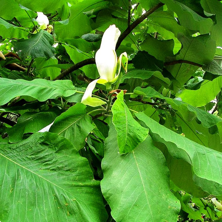 Schirm-Magnolie (Magnolia tripetala)