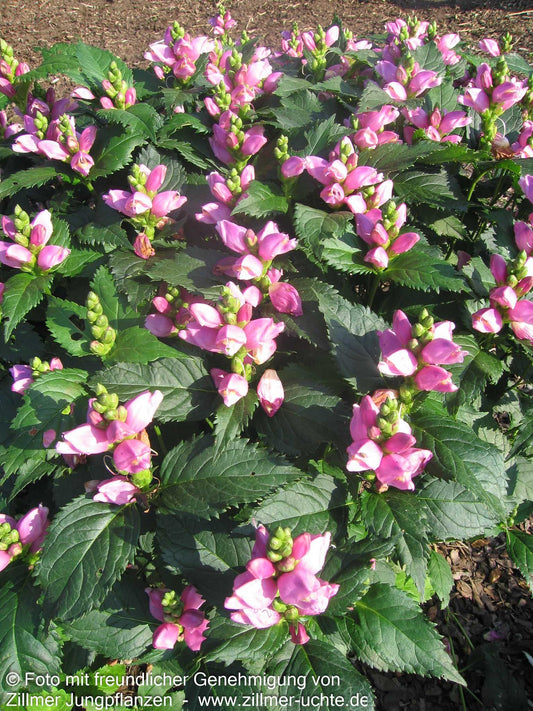 Schlangenkopf (Chelone obliqua)