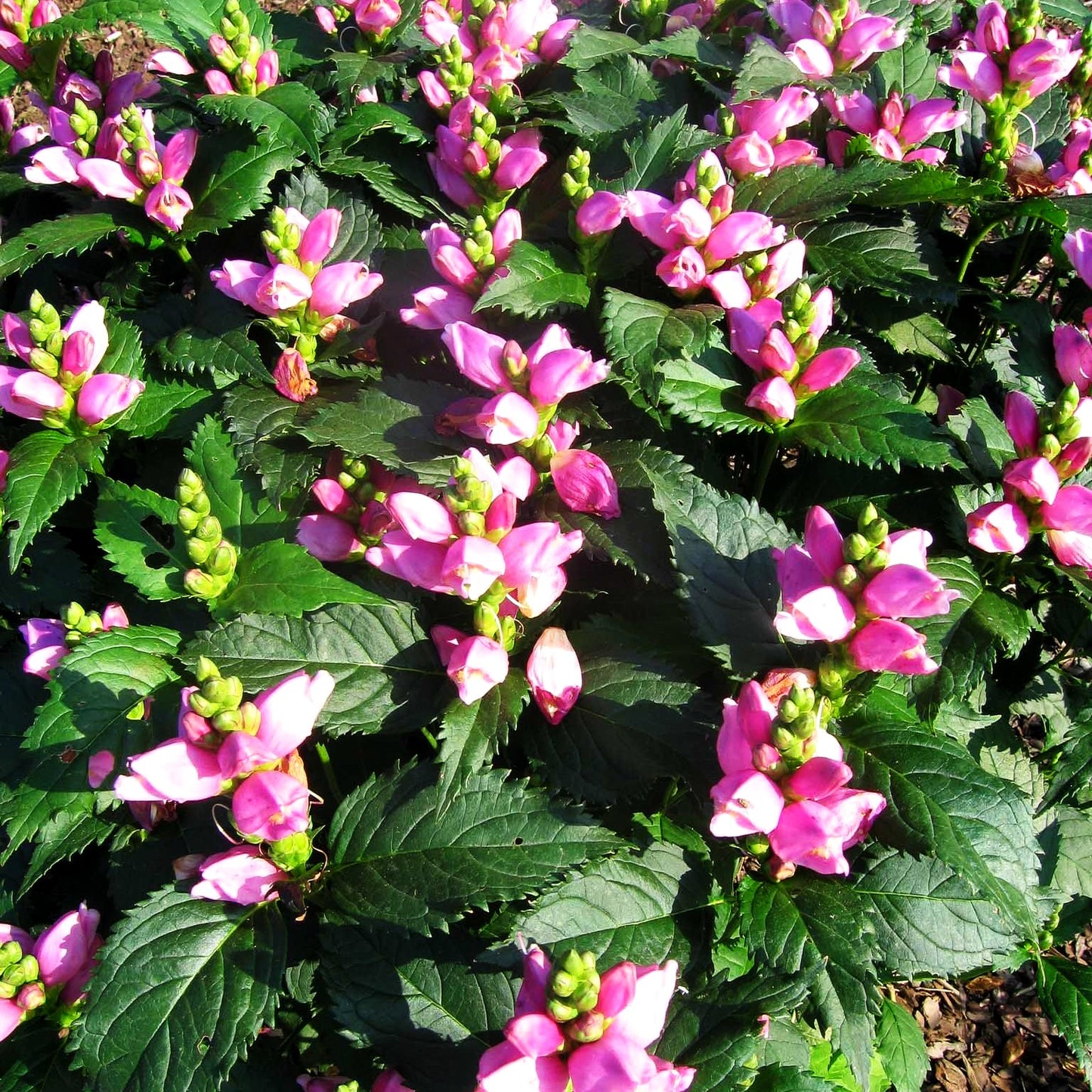 Schlangenkopf (Chelone obliqua)