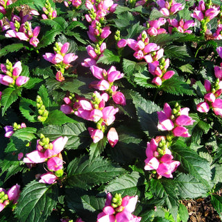 Schlangenkopf (Chelone obliqua)