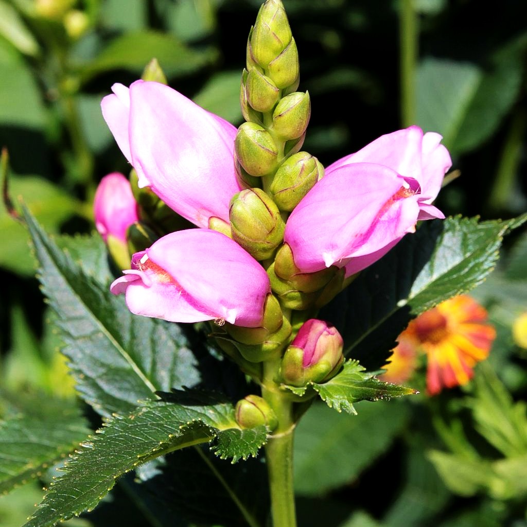 Schlangenkopf (Chelone obliqua)