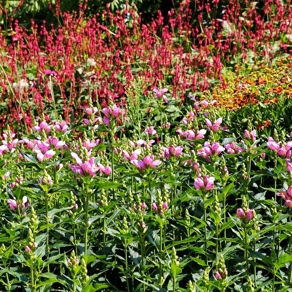 Schlangenkopf (Chelone obliqua)