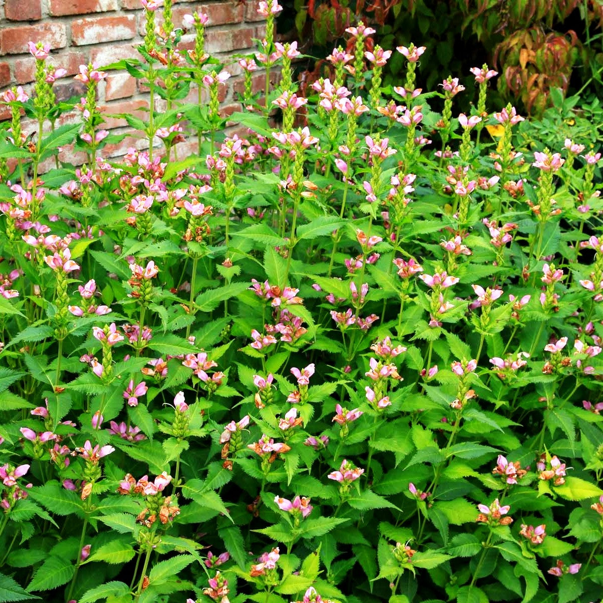 Schlangenkopf (Chelone obliqua)