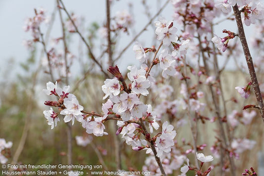 Schlanke Zier-Kirsche 'Spire' (Prunus x hillieri)